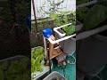 Hydroponic vegetable garden - June 2021