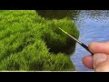 How to paint Long Grass
