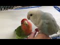 Lovebird pair crooning