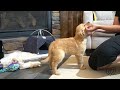 Ranger The Golden Retriever Training Intro