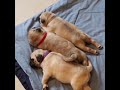 Pug Puppy Compilation