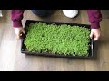 Cress Microgreens or Sprouts - How to grow - Walk through