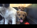 Saving five orphaned puppies - watch until the end for an amazing transformation! #puppy