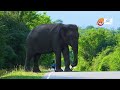 Feeding Wild Elephants on the Road - Right or Wrong ? | Wild Animals Sri Lanka