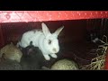 Rabbit farming - Rabbits inside cages