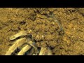 How a tarantula builds a trapdoor lid on its burrow