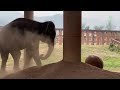 Rescued Elephant NamThip's Tail: Impact and Journey to Recovery - ElephantNews
