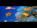 4K Underwater Wonders   Relaxing Music - The Best 4K Sea Animals for Relaxation #trending #aquarium