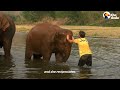 Elephant Runs To Her Favorite Person Every Time He Calls Her Name | The Dodo