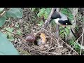 snails disturb newly hatched baby birds in the nest.bird eps 232
