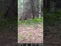 Doe sniffing camera