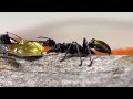 OUR NEW GOLDEN BULL ANTS! - Myrmecia piliventris
