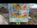 Wow!! The catch beautifull fish in a small pond, koi fish, goldfish, glowfish, manfish #003