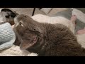 Otto cat chin rubs