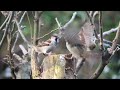 Squabbling Sparrows