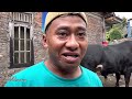 SAPI JUMBO REDOR DI PANTAU OWNER BINTANG TANI MADANI🔥