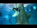 eng) Freediving vlog | 햇살맛집 딥스테이션 | 펀다이빙의 길