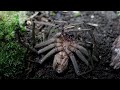 Invasive Ants Broke Into My Giant Rainforest Vivarium