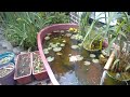 estanque con plantas