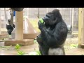 💢Silverback furious at his son for endangering his daughter💢｜Shabani Group