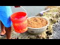 Smart Farmers Cooperative Mangoor Fish Feeding Pond | Fighter Magur Fish food the Hungry