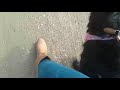 How To Walk A Dog