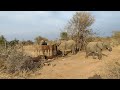 Elephants at a water hole. South Africa September 2023