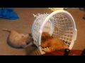 Two cute adorable orange kitten cats play and wrestle in ...