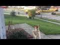 Dogs Waiting And Happy Welcoming When Kids Going Home On The School - Funny Dog Videos 2017