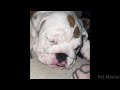 Funniest Dogs & Cats Moments😂 Hilarious Pet Videos 2024