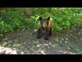 Bear Drone Footage