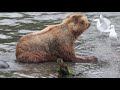 Alaska Bear Eating Salmon