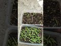 Huernia Seeds Germinates so fast! How to Sow Huernia Seeds Part II