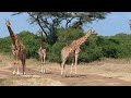 Giraffes Relaxing In Nairobi National Park. Nairobi, Kenya 2023 Video 9
