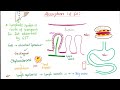 Gastrointestinal (GI) Physiology in 27 Minutes - The Ultimate Quick Review