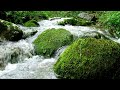 Fantastic Melodies of Nature, Relaxing Forest Sounds, Birds Chirping, Babbling Brook