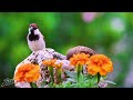 Beautiful relaxing music • Calm piano music 🌿 Calming music for nerves #111