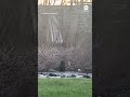 Mama bear saves cub after it falls in river