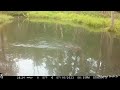 Pennsylvania Wildlife at the Log2, the Stream Crossing & Ridge Log 8/2023