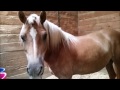 Horse Show Slideshow :)