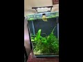 Quick and easy way to get rid of Malyn horn snails