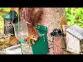 Cute squirrel Alice takes hazelnuts home🌰🌰🐿️💗👍