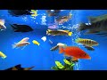 Relaxing Aquarium Fish Tank Sounds ~ NO MUSIC 🐟 #2