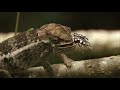 Wildlife Instincts: Chameleons - Designed to Hunt | Free Documentary Nature