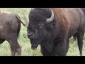 Bison Seeking Mate