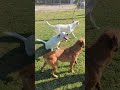 Watch our dogs in the play yard!