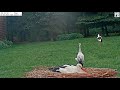 Aunt Vejirka & Uncle Jonas observe the storklets - Teta Verjirka a strýc Jonáš dohlížejí na čápy.