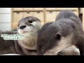 Aty’s Nest Building [Otter Life Day 890]