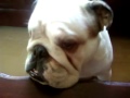 Beautiful Benny the Bulldog having a nibble