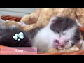 Baby kittens MEET their Cat DAD for First Time! - Funny Reaction!😹